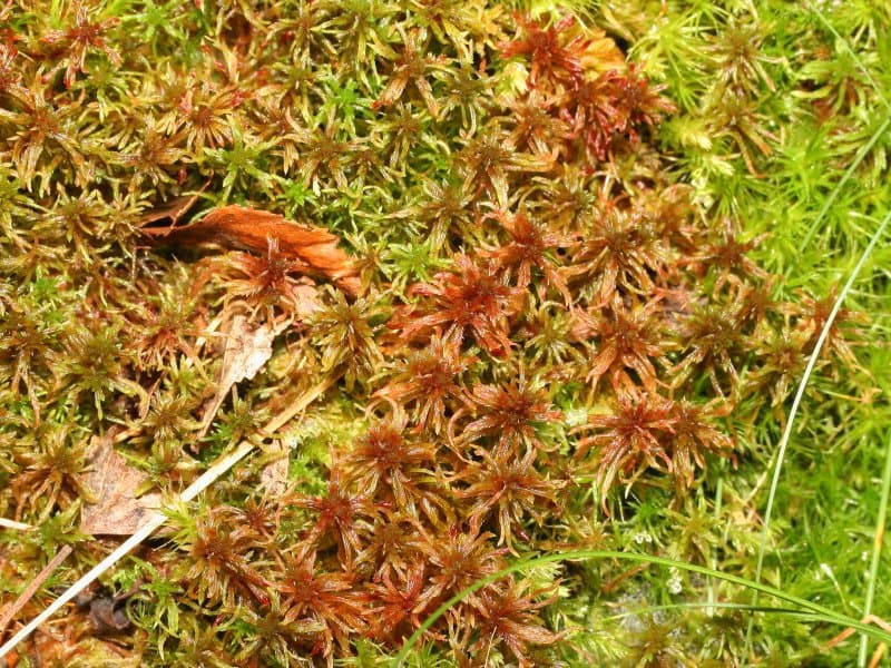 Sphagnum warnstorfii Russow