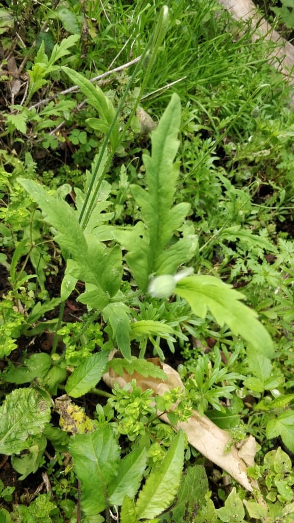 Papaver pinnatifidum Moris