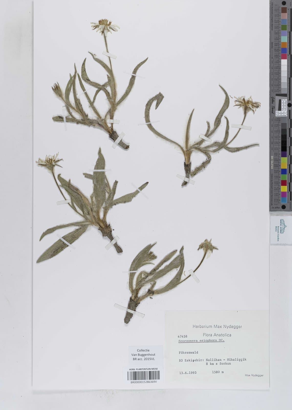 Bocquetia eriophora (DC.) Yild.
