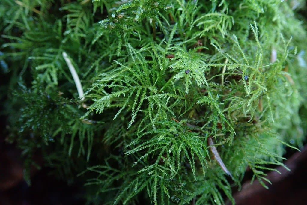 Kindbergia praelonga (Hedw.) Ochyra