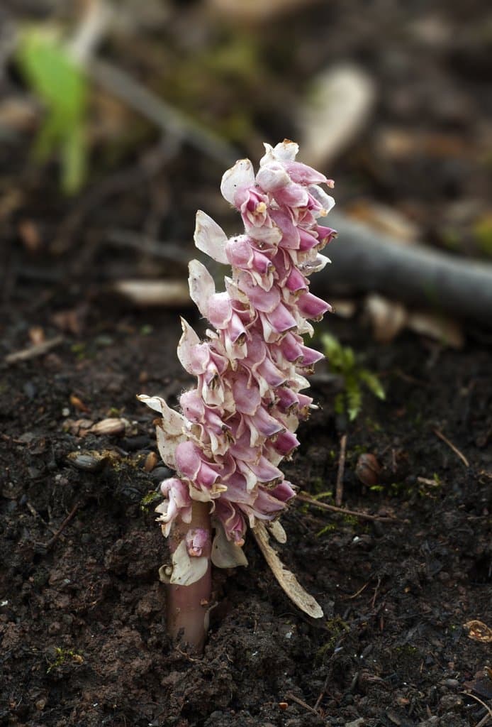 Lathraea squamaria L.