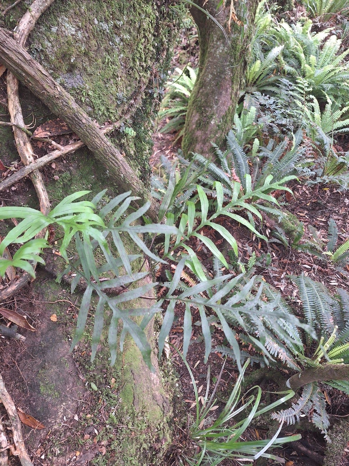 Lecanopteris novae-zealandiae (Baker) Perrie & Brownsey