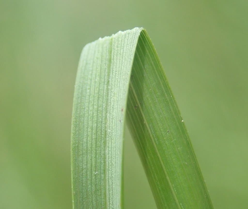 Carex nigra (L.) Reichard