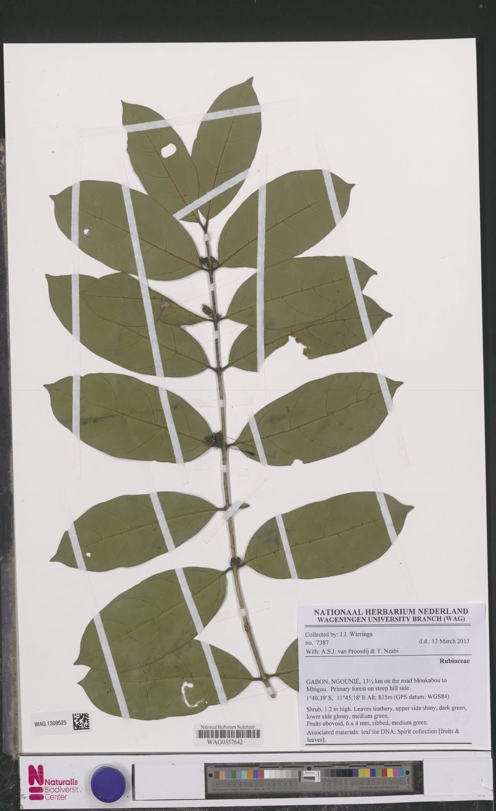 Tricalysia lophocarpa O.Lachenaud & Sonké