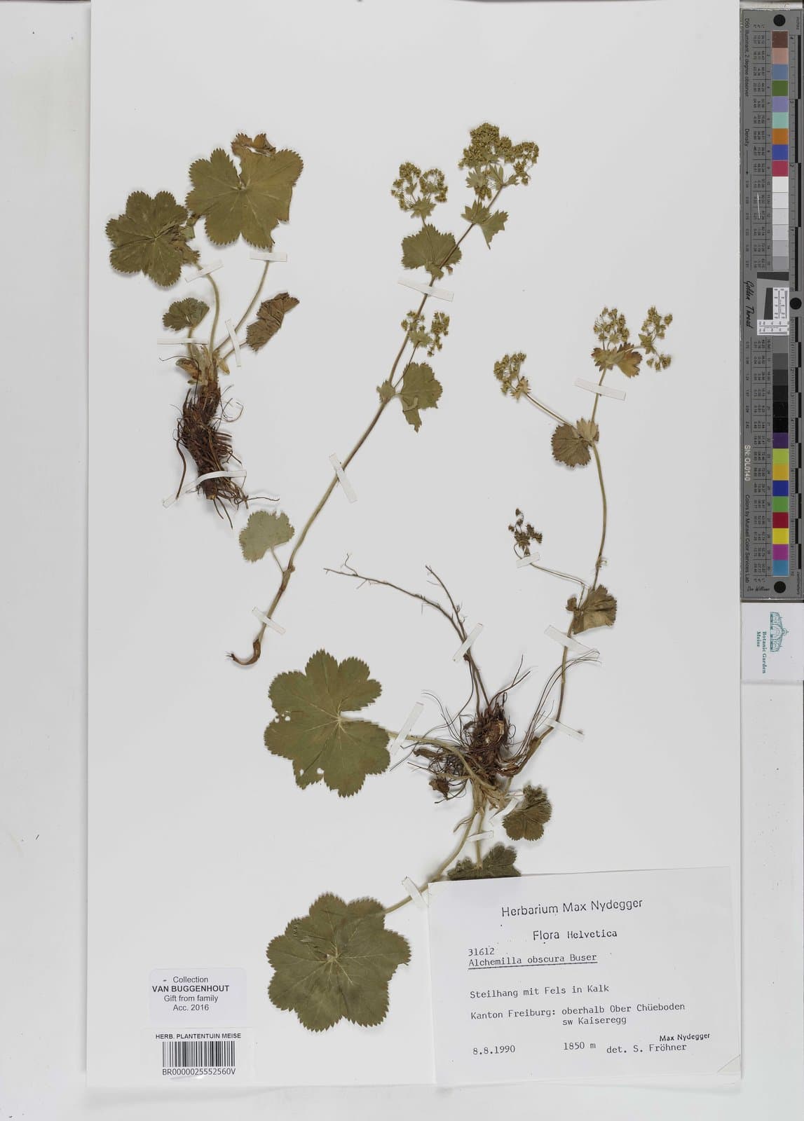 Alchemilla obscura Buser