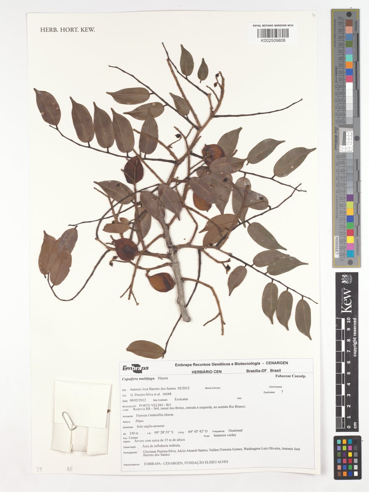 Copaifera multijuga Hayne