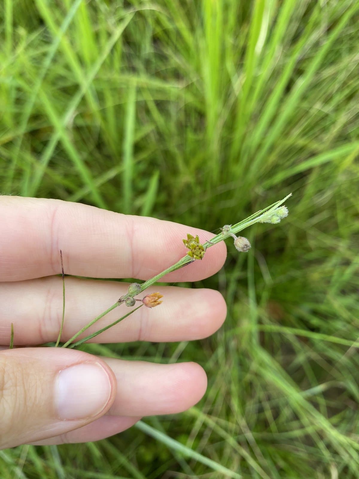 Aspidoglossum woodii (Schltr.) Kupicha