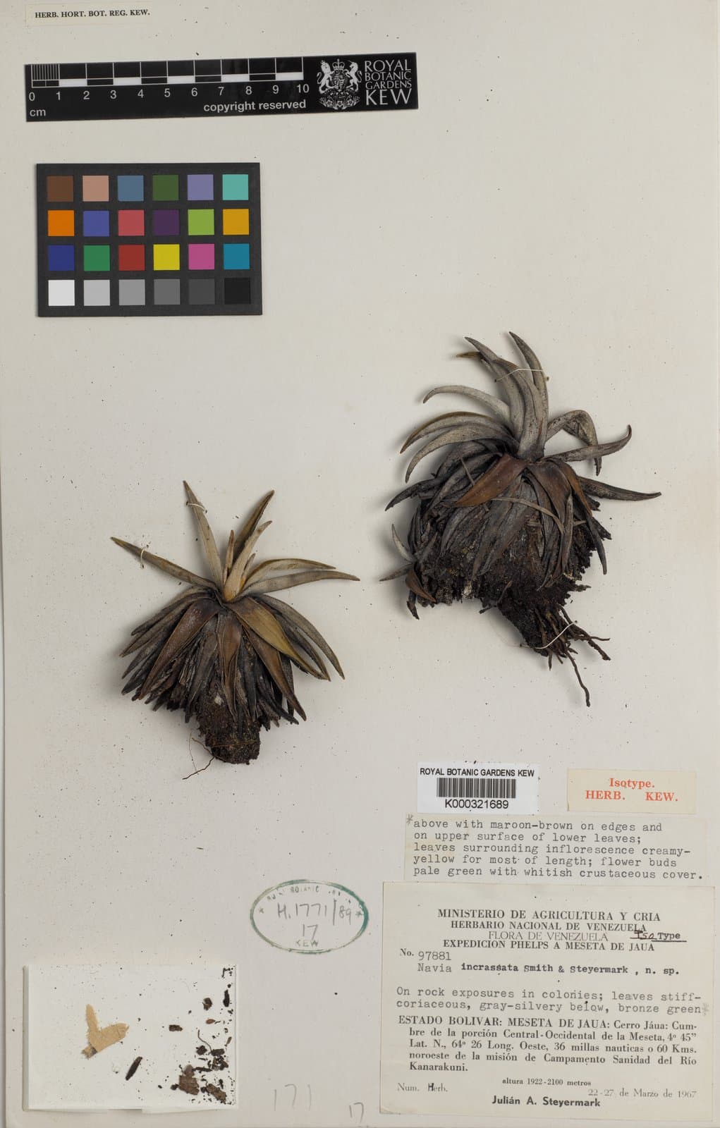 Navia incrassata L.B.Sm. & Steyerm.