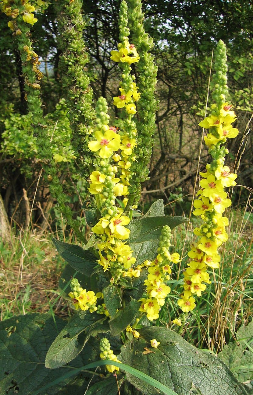 Verbascum nigrum L.