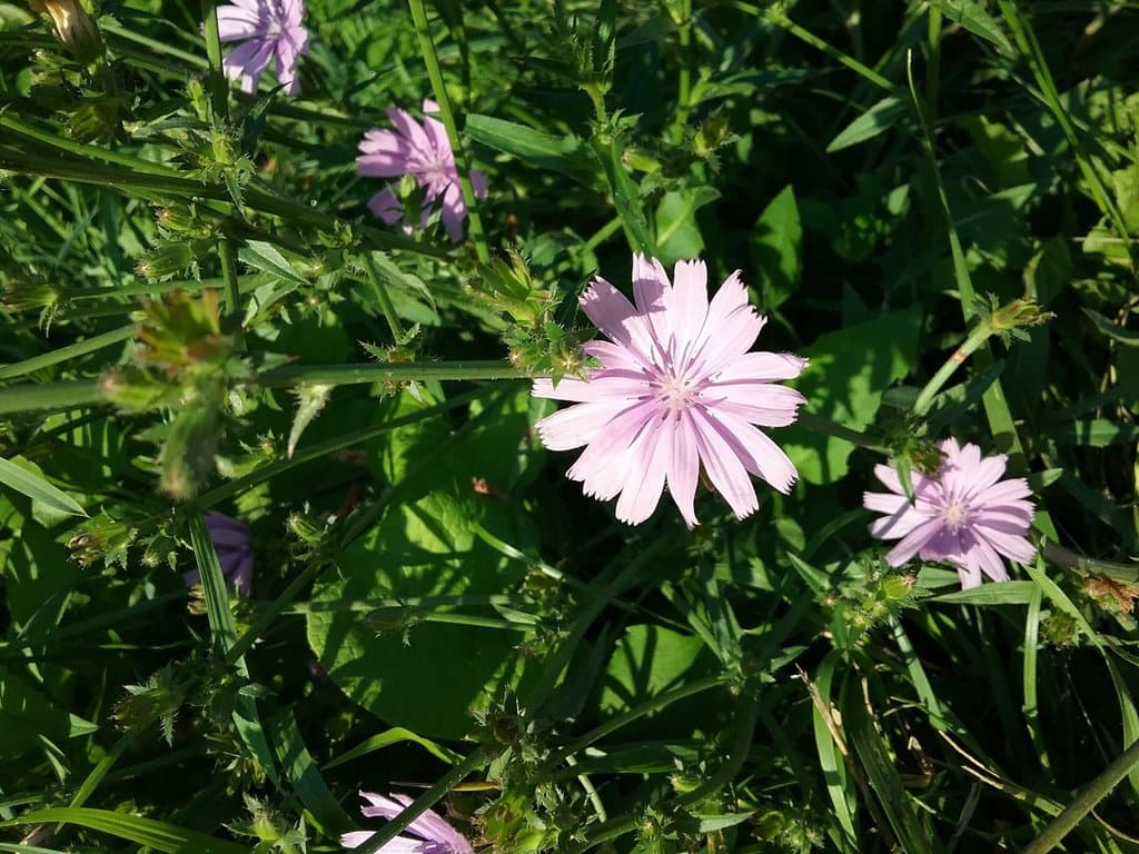 Cichorium intybus L.