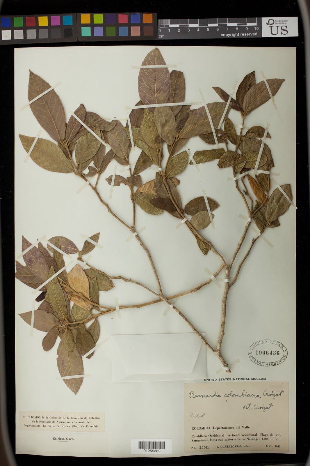Bernardia colombiana Croizat
