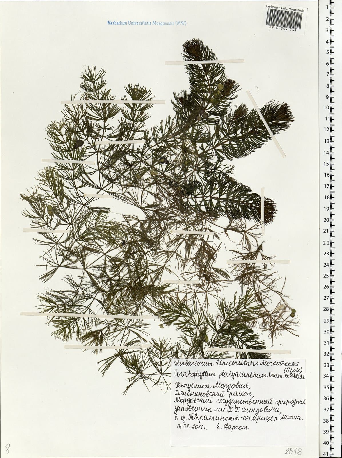 Ceratophyllum platyacanthum Cham.