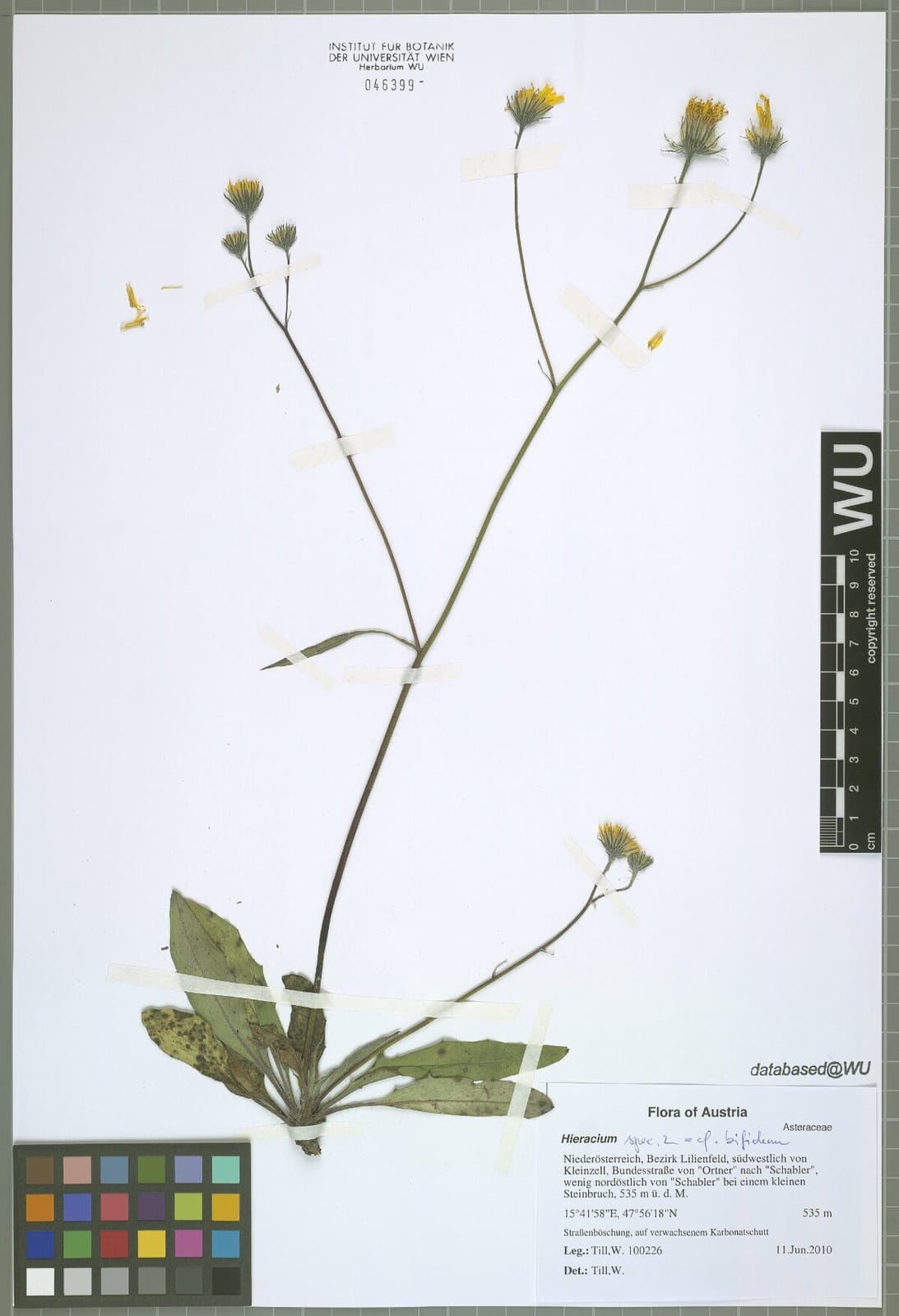 Hieracium oxyodon Fr.
