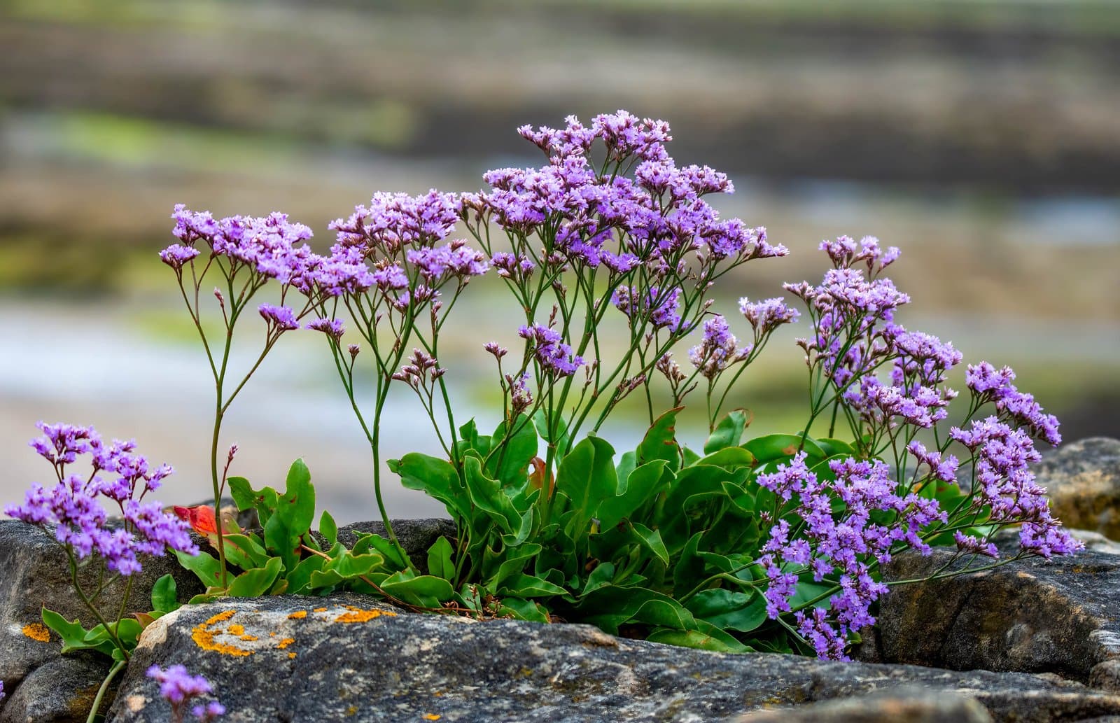 Limonium vulgare Mill.