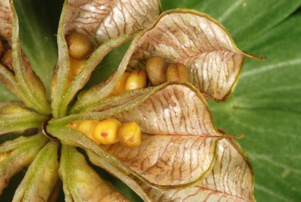 Eranthis hyemalis (L.) Salisb.