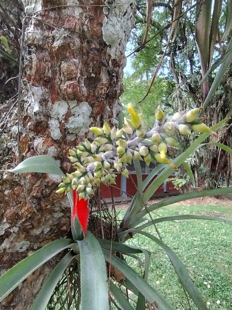 Aechmea angustifolia Poepp. & Endl.