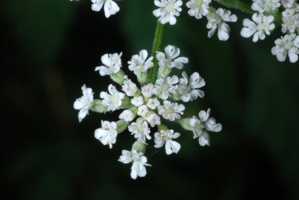Torilis japonica (Houtt.) DC.