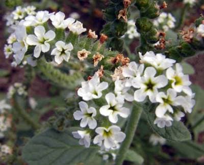 Heliotropium europaeum L.