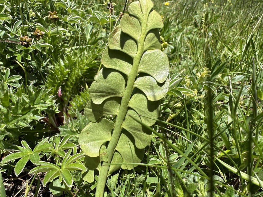 Botrychium lunaria (L.) Sw.