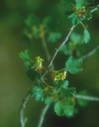Ribes sardoum Martelli