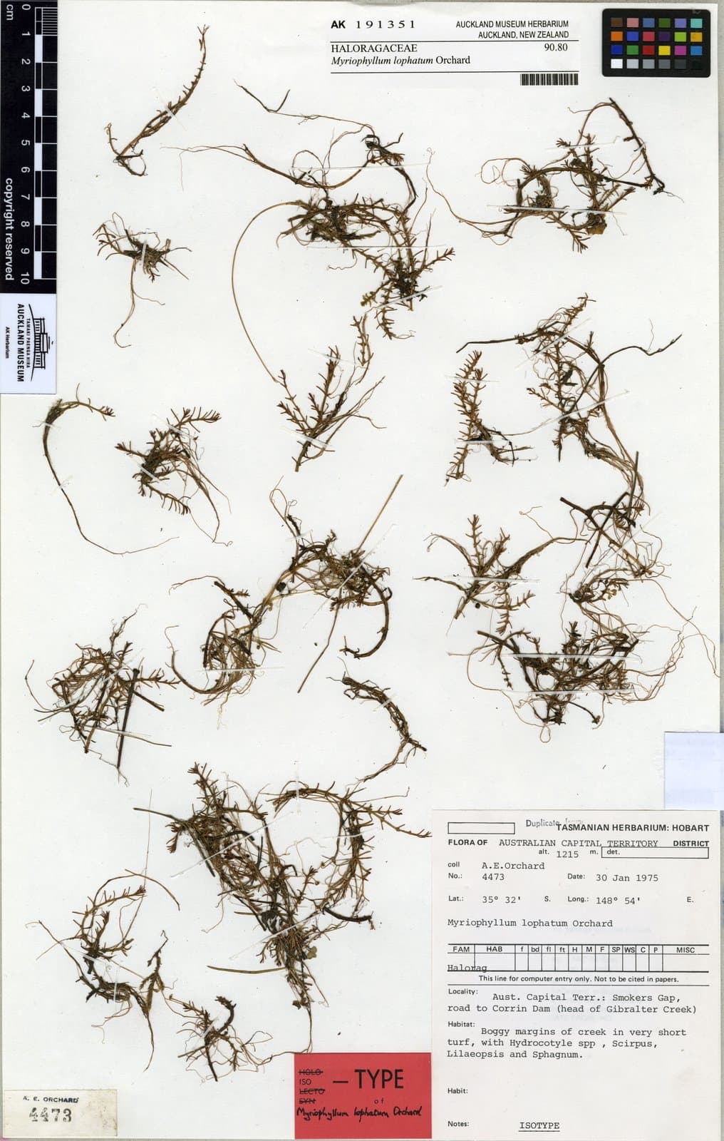 Myriophyllum lophatum Orchard