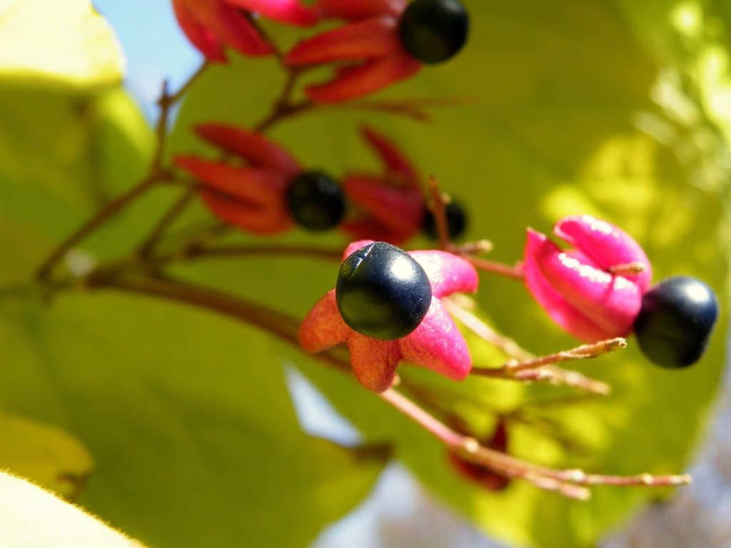 Clerodendrum trichotomum Thunb.