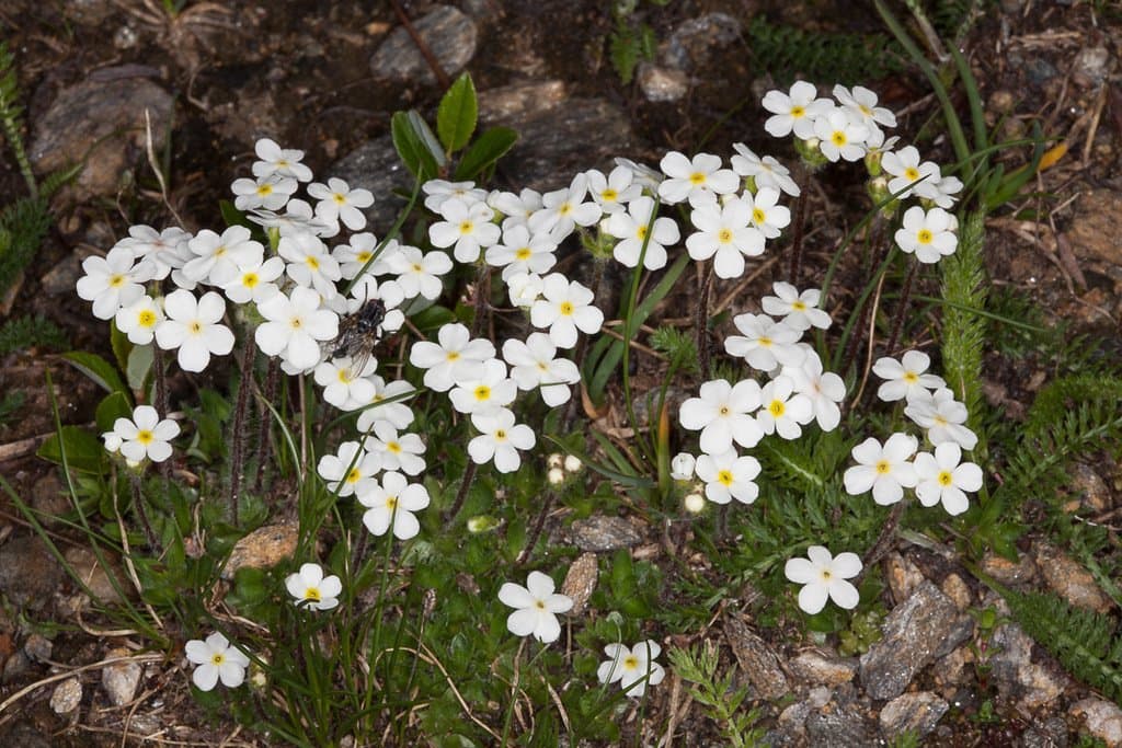 Androsace chamaejasme Wulfen