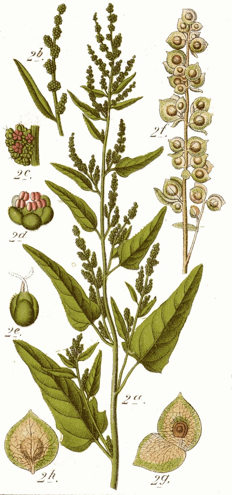 Atriplex hortensis L.