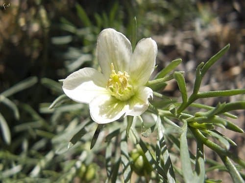 Peganum harmala L.