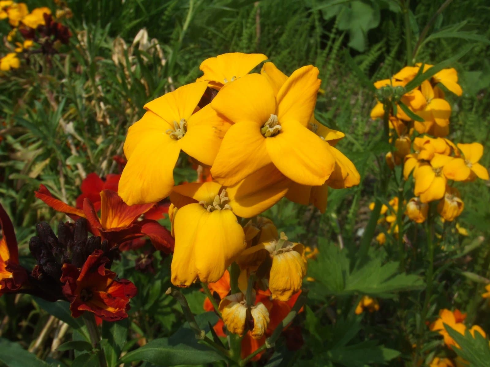 Erysimum cheiri (L.) Crantz