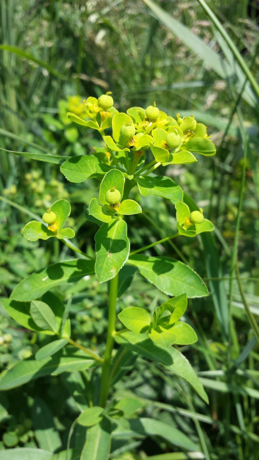 Euphorbia illirica Lam.