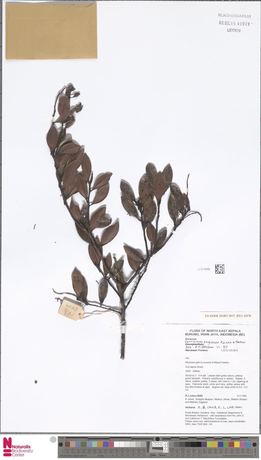 Vaccinium angiense Kaneh. & Hatus.