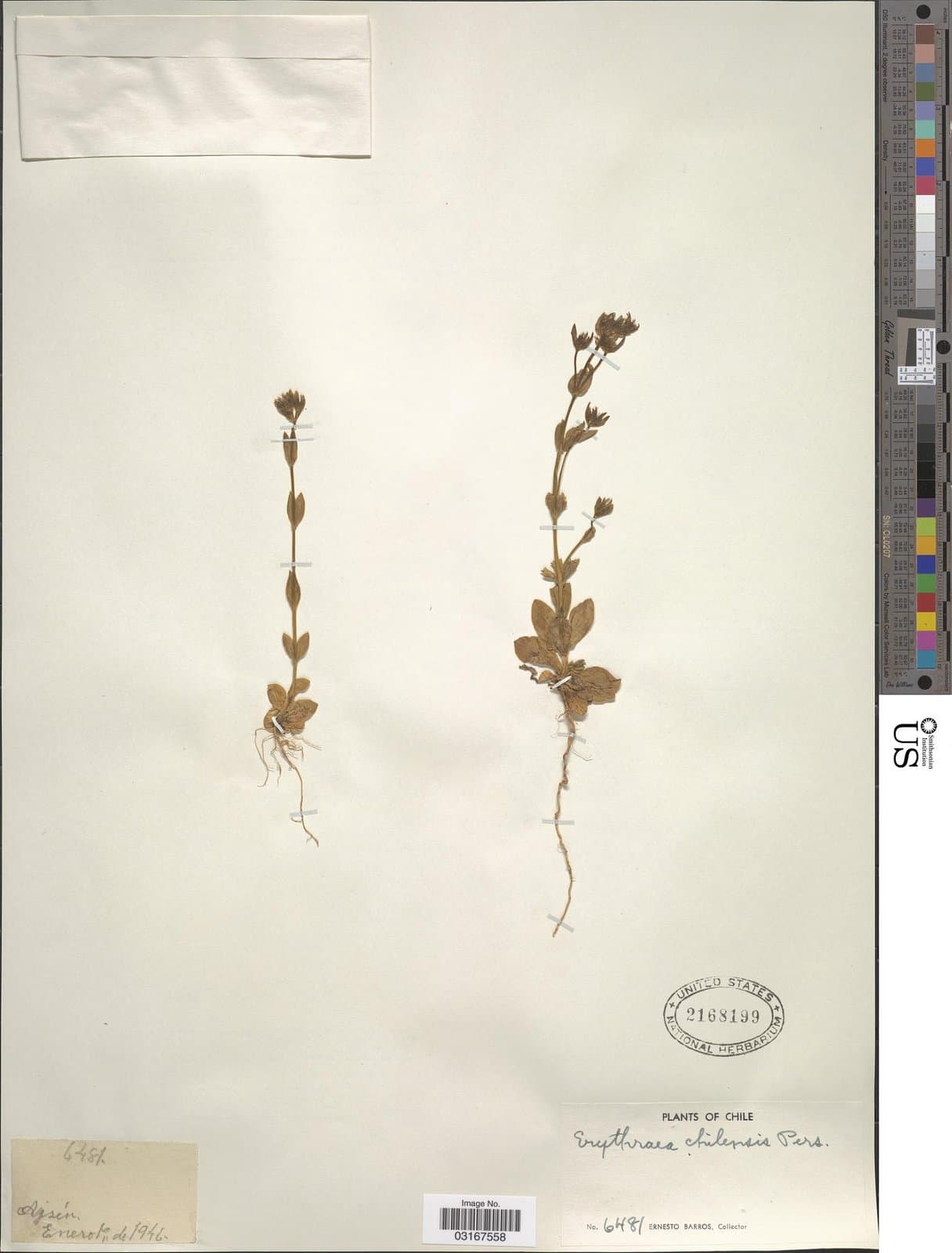 Centaurium chilensis (Benth.) Druce