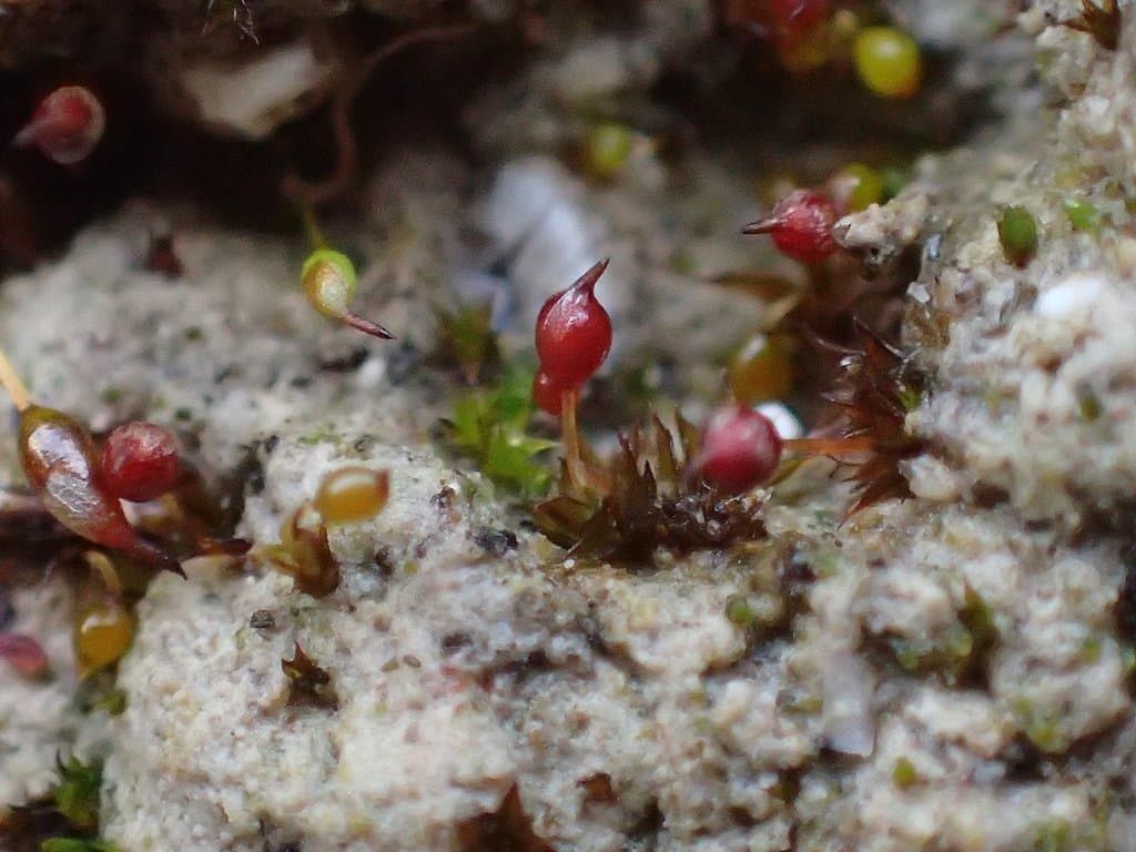 Microbryum rectum (With.) R.H.Zander