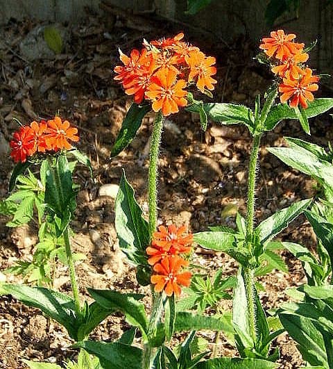 Silene chalcedonica (L.) E.H.L.Krause