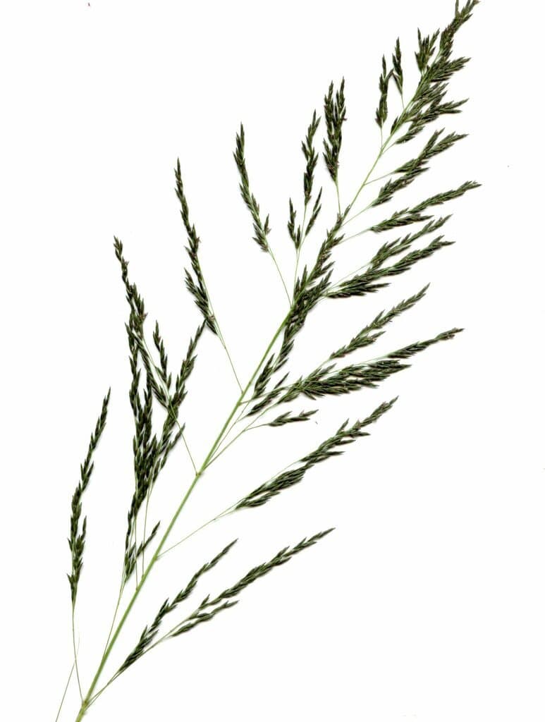 Eragrostis curvula (Schrad.) Nees