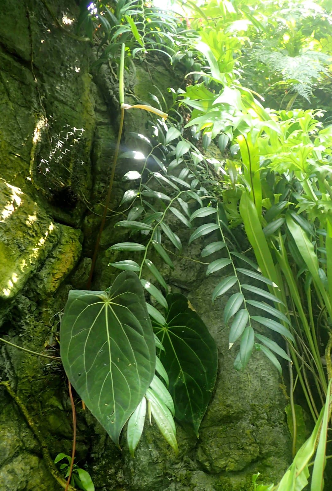 Anthurium wendlingeri G.M.Barroso