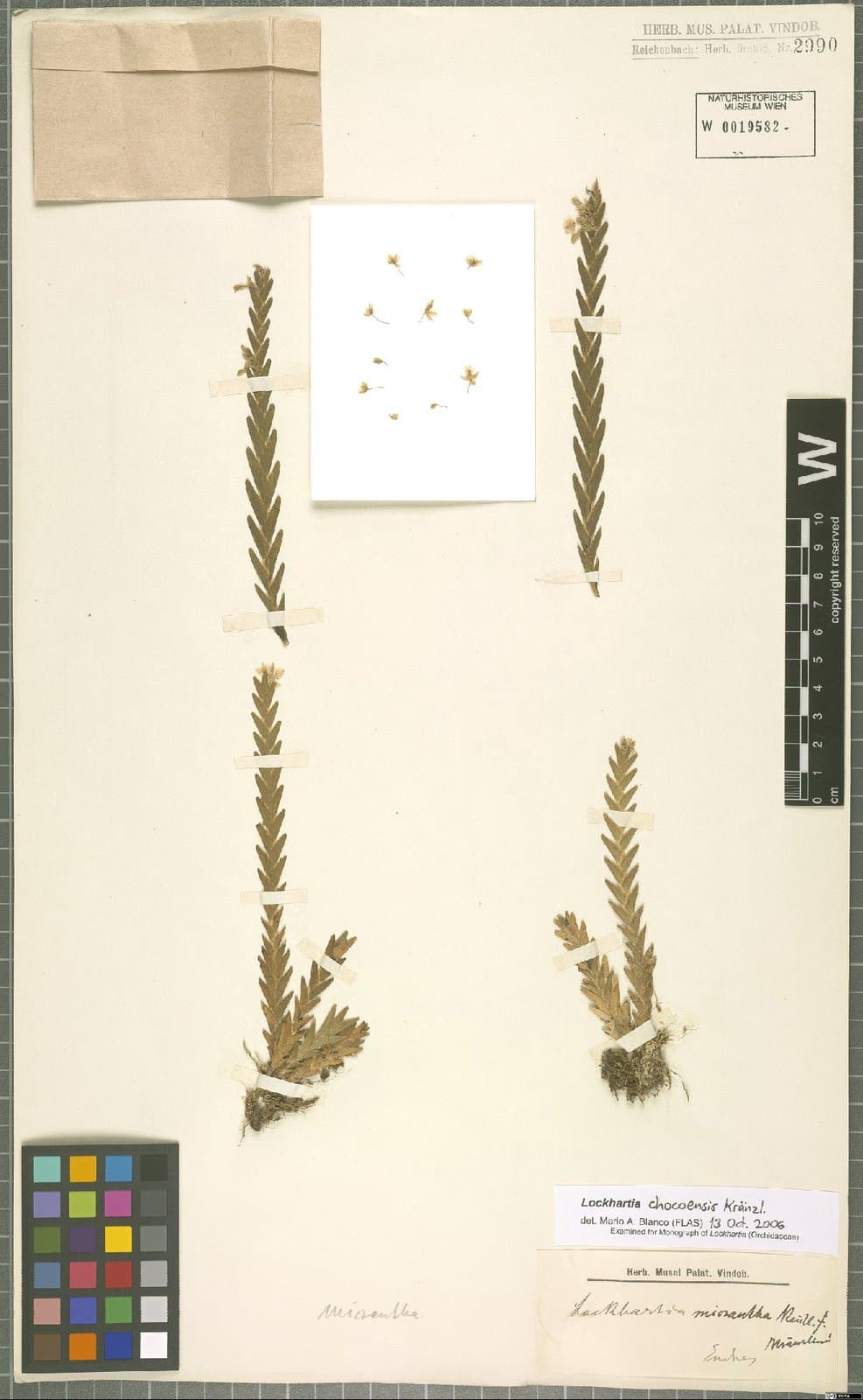Lockhartia chocoensis Kraenzl.