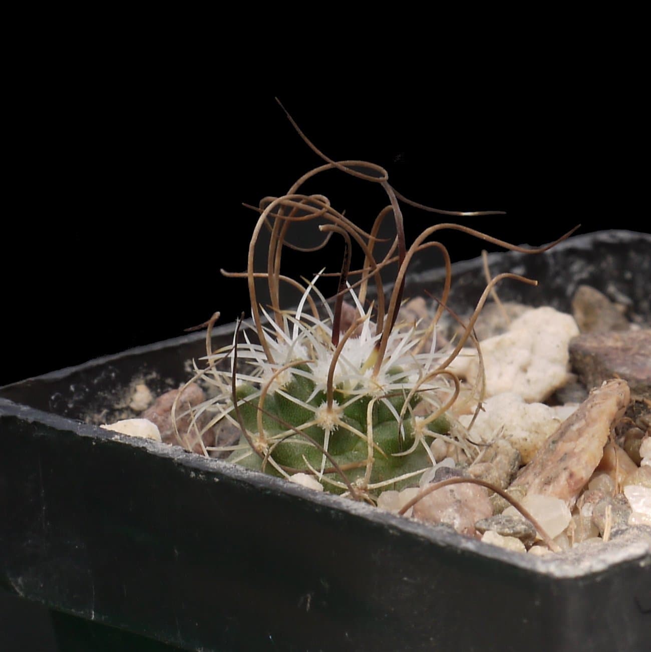 Turbinicarpus graminispinus Matusz., Mysák & Jiruse