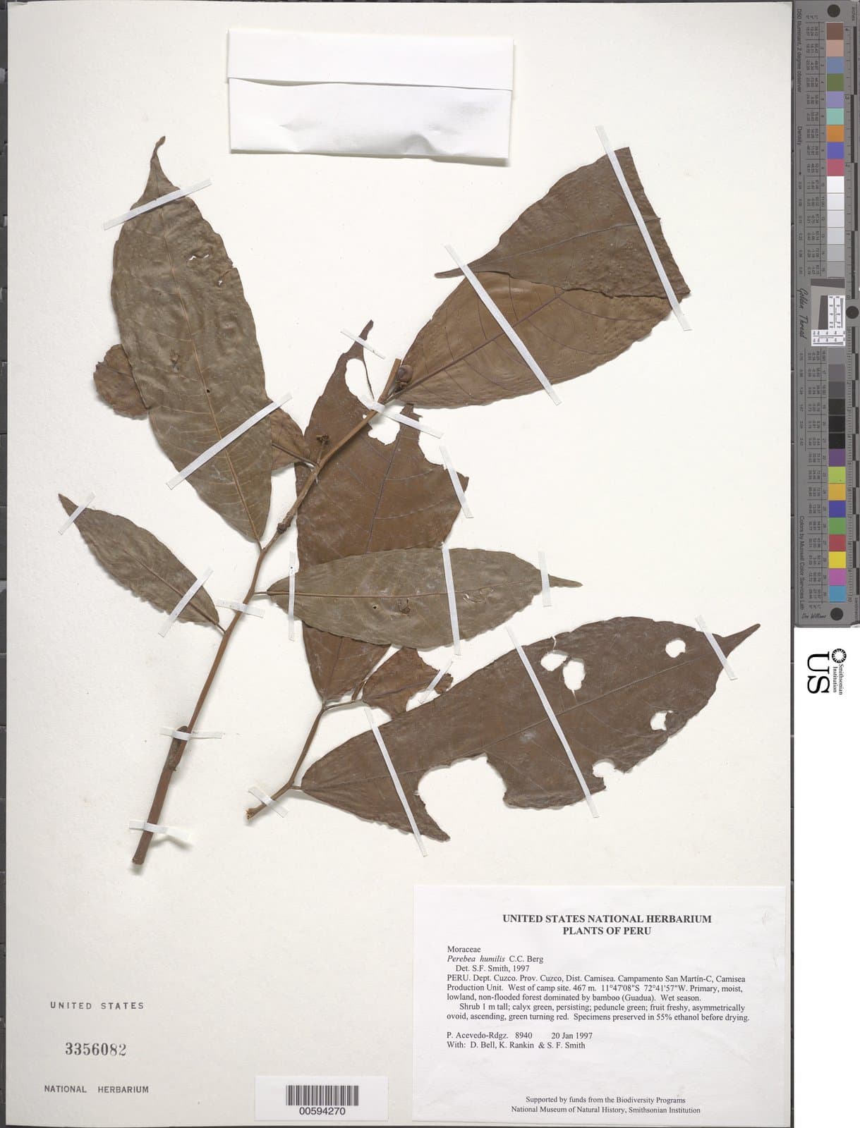 Perebea humilis C.C.Berg