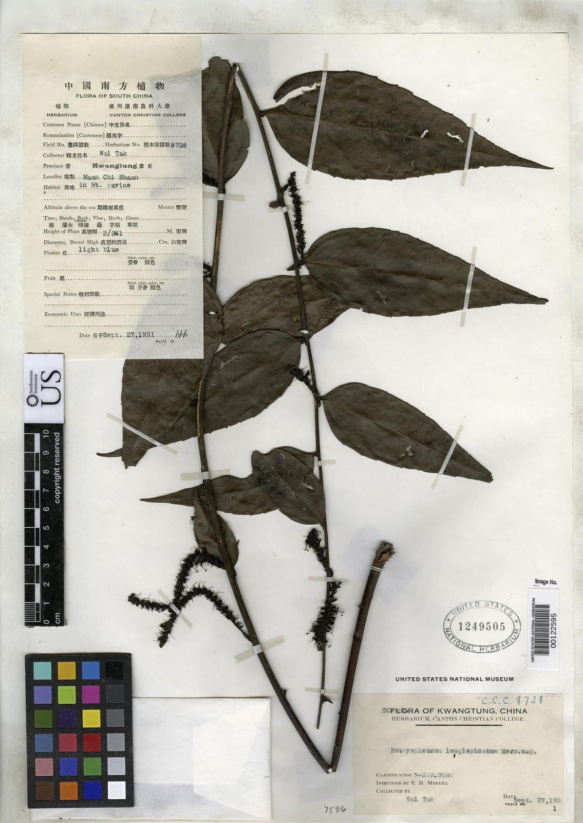 Veronicastrum longispicatum (Merr.) T.Yamaz.