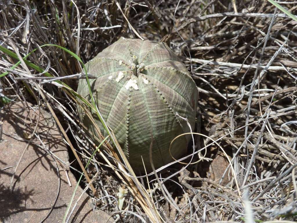 Euphorbia obesa Hook.f.