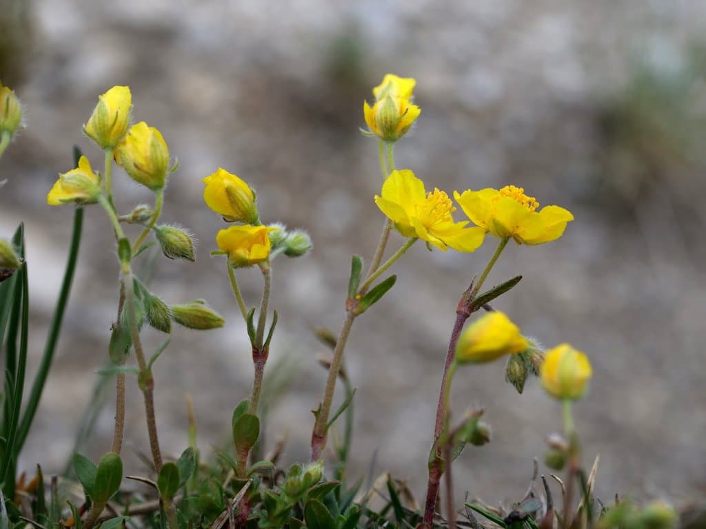 Helianthemum alpestre (Jacq.) DC.