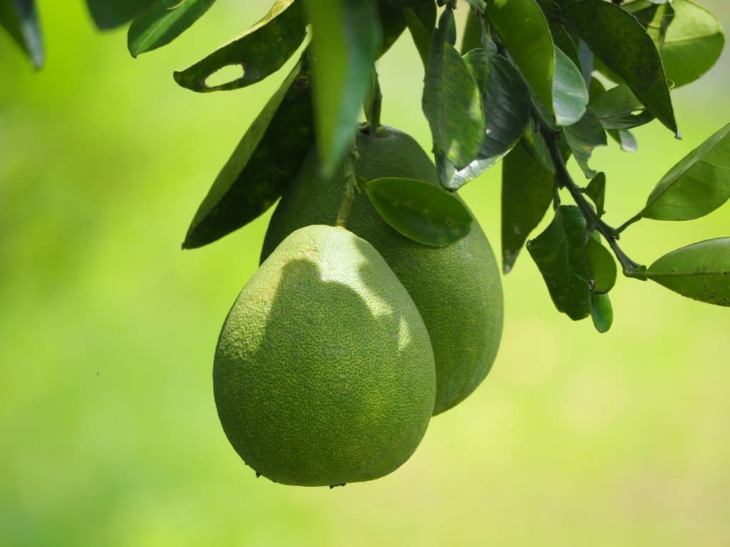 Citrus maxima (Burm.) Merr.