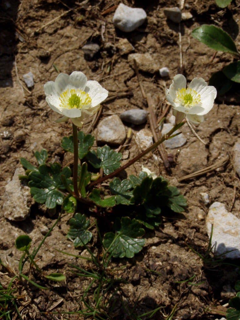 Ranunculus alpestris L.