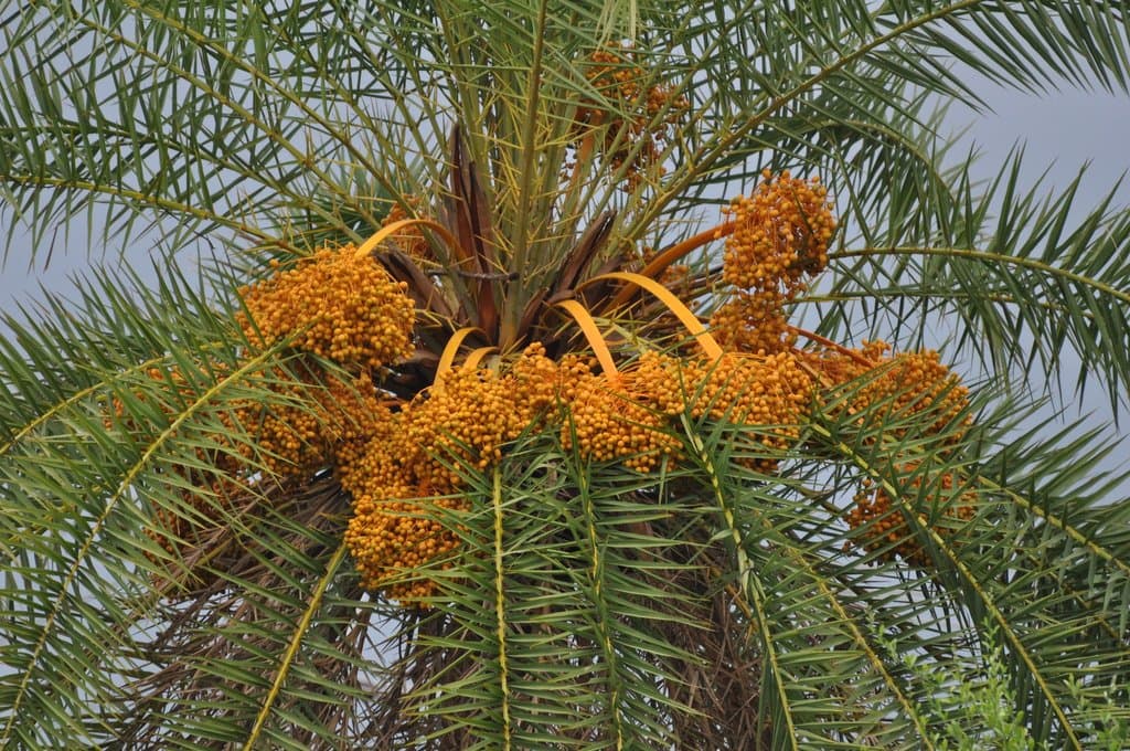 Phoenix sylvestris (L.) Roxb.