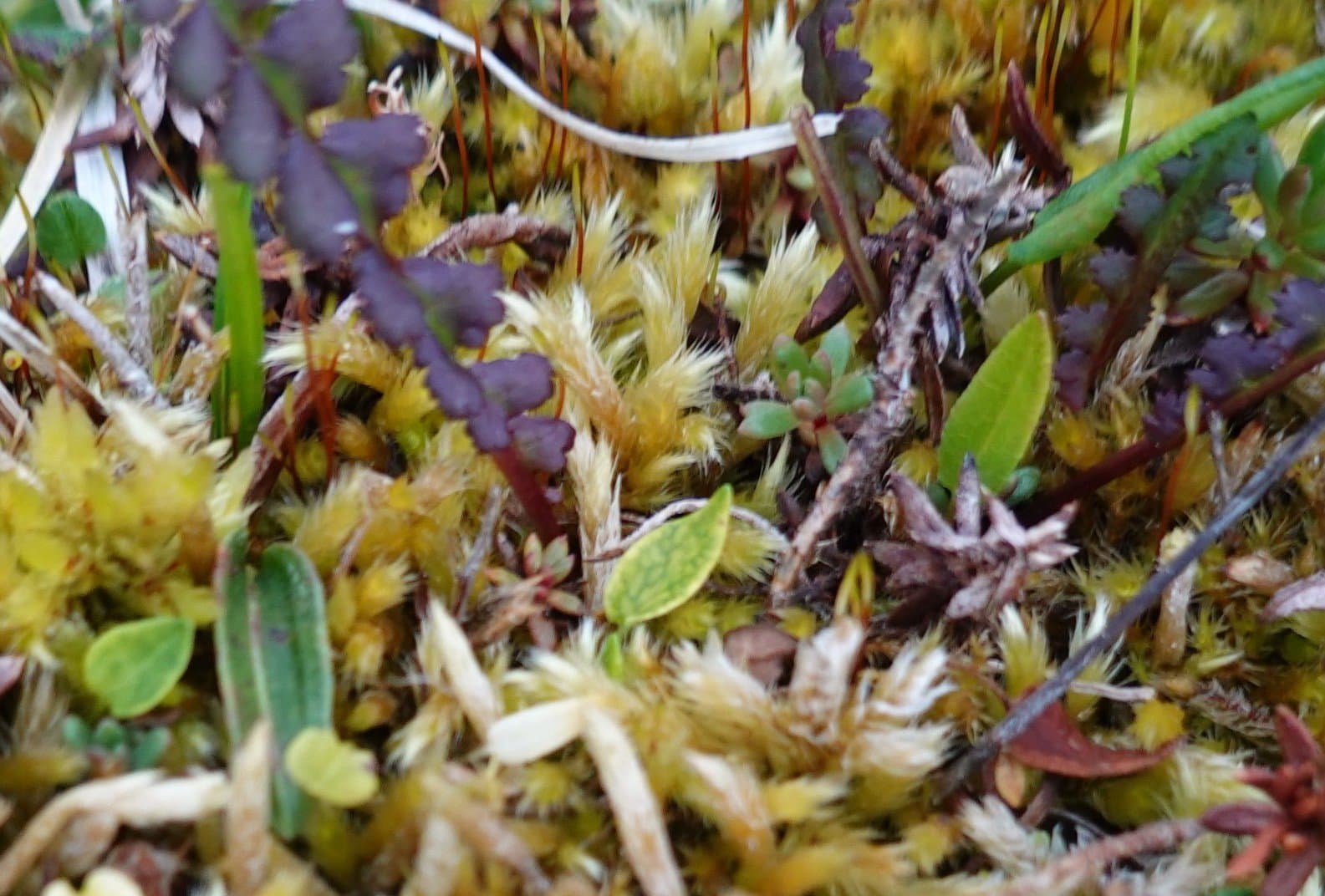 Brachythecium turgidum (Hartm.) Kindb.