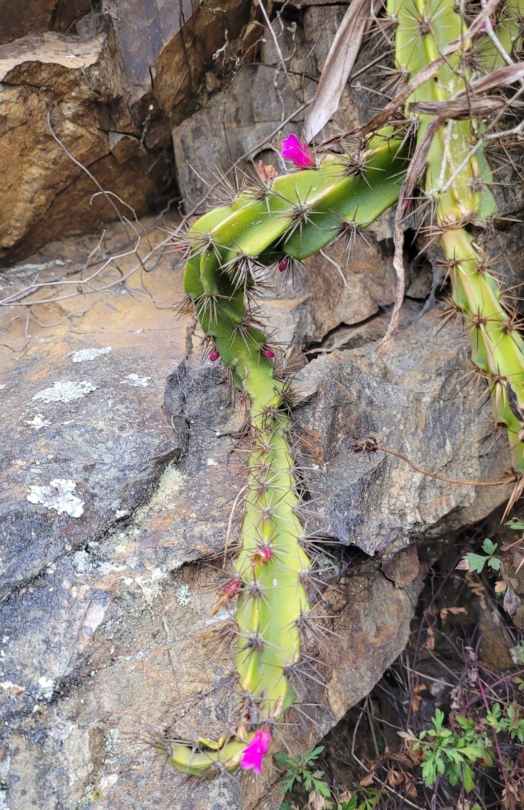 Lymanbensonia choquequiraensis Hoxey