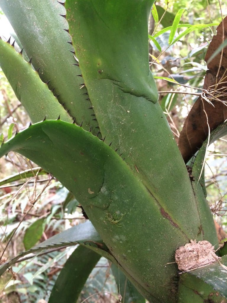 Billbergia alfonsi-joannis Reitz