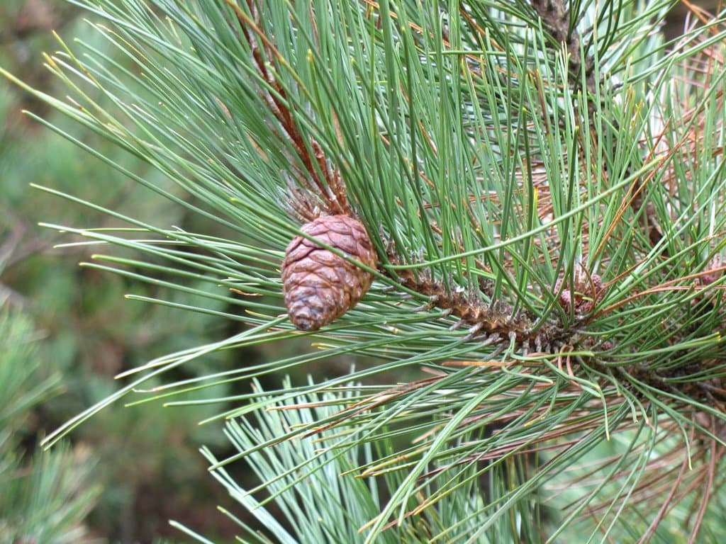 Pinus resinosa Aiton